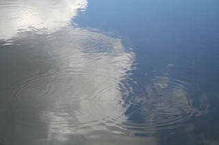 Circular water ripples on a pond produced by drops of rain. Circular water ripples on a pond produced by drops of rain.