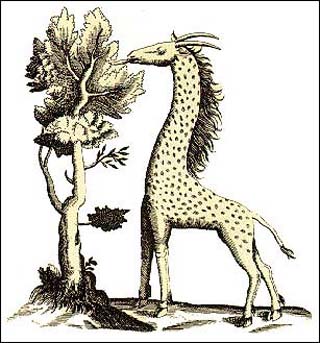 A cameleopard, also known as a giraffe. A cameleopard, also known as a giraffe.
