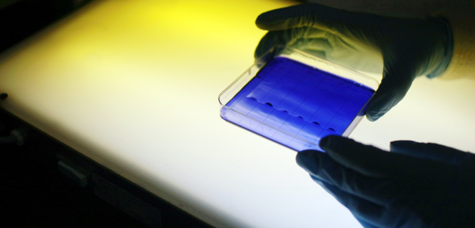 A photo of gloved hands holding a small square dish containing a blue substance lit from behind. A photo of gloved hands holding a small square dish containing a blue substance lit from behind.