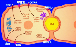 Figure of cell showing transport of various compounds through the lipid bilayer. Figure of cell showing transport of various compounds through the lipid bilayer.