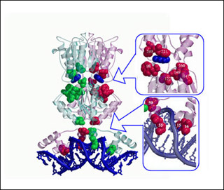 Figure showing the structure of the lactose repressor. Figure showing the structure of the lactose repressor.
