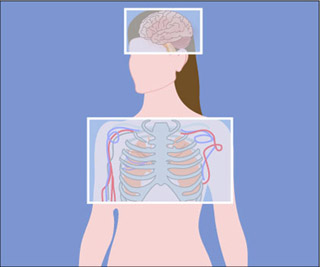 Illustration of human figure and internal organs. Illustration of human figure and internal organs.
