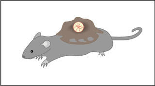 Lab rat with tumor visualization window apparatus on its back. Lab rat with tumor visualization window apparatus on its back.