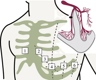 Schematic cutaway of human heart and torso. Schematic cutaway of human heart and torso.