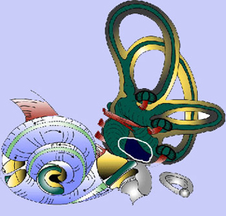 A diagram of the human cochlea of the inner ear. A diagram of the human cochlea of the inner ear.