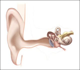 Anatomical drawing of the human ear. Anatomical drawing of the human ear.