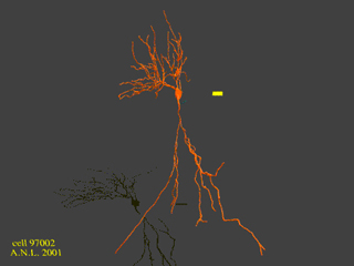 Still of animated 3D reconstruction of a DCN fusiform cell. Still of animated 3D reconstruction of a DCN fusiform cell.