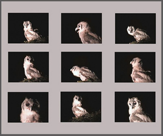 A series of photographs of an owl at night. A series of photographs of an owl at night.