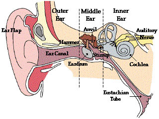 A diagram of the inner ear: ear flap, outer ear, ear canal, hammer, eardrum, anvil, middle ear, stirrup, Eustachian tube, cochlea, auditory nerve, inner ear. A diagram of the inner ear: ear flap, outer ear, ear canal, hammer, eardrum, anvil, middle ear, stirrup, Eustachian tube, cochlea, auditory nerve, inner ear.