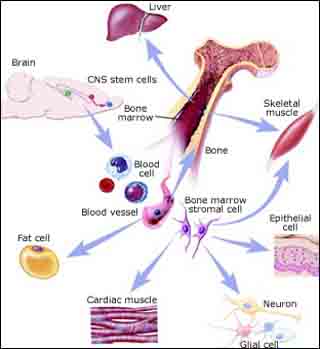 A diagram indicating the plasticity of aduklt stem cells. The image shows various human organs and their relationships via stem cells. A diagram indicating the plasticity of aduklt stem cells. The image shows various human organs and their relationships via stem cells.