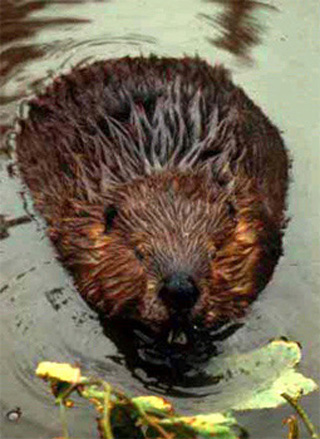 A beaver in a pond, chewing on a submerged leaf. A beaver in a pond, chewing on a submerged leaf.