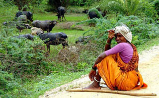 Woman in a purple and orange sari sits, her heard of buffalo grazing in the background. Woman in a purple and orange sari sits, her heard of buffalo grazing in the background.
