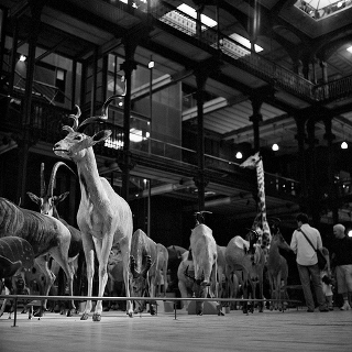 Black and white photo of preserved gazelles, antelopes, giraffes, and other savannah fauna, crowded together behind a low railing in a vast gallery hall. Black and white photo of preserved gazelles, antelopes, giraffes, and other savannah fauna, crowded together behind a low railing in a vast gallery hall.