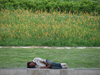 A homeless man sleeping, a field of flowers behind him. A homeless man sleeping, a field of flowers behind him.