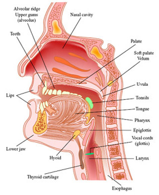 Labeled profile diagram of vocal tract. Labeled profile diagram of vocal tract.