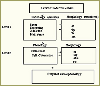 Flowchart of information channeled from lexicon to phonology and morphology. Flowchart of information channeled from lexicon to phonology and morphology.
