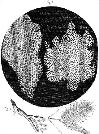 Black and white drawing of cork suber cells and mimosa leaves. Black and white drawing of cork suber cells and mimosa leaves.