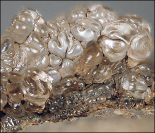 A pearlescent sap-like substance on a rock. A pearlescent sap-like substance on a rock.