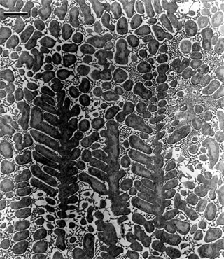 A image of an as-cast, that looks like a snake skin. A image of an as-cast, that looks like a snake skin.