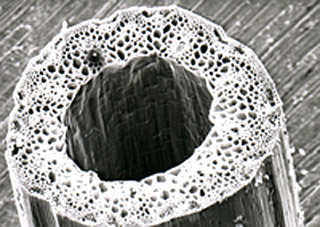 A microscope photograph of a plant stem's cross-section. A microscope photograph of a plant stem's cross-section.