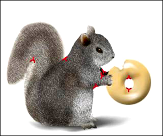 An illustration of a squirrel holding a bagel. The saddle points are highlighted in red. An illustration of a squirrel holding a bagel. The saddle points are highlighted in red.