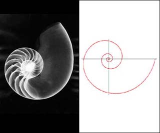 Nautilus shell X-ray and logarithmic spiral. Nautilus shell X-ray and logarithmic spiral.