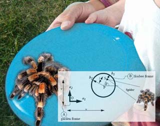 Photo of a tarantula spider on a frisbee. Photo of a tarantula spider on a frisbee.