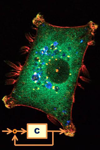 A photograph of a cell, colored by fluorescence. A photograph of a cell, colored by fluorescence.