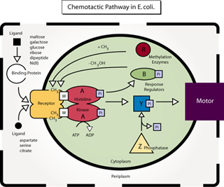 Diagram of the chemotactic pathway in E. coli. Diagram of the chemotactic pathway in E. coli.
