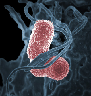 A neutrophil, shown as a large irregularly-shaped blue-gray cell, wrapping around pink oval-shaped Klebsiella pneumoniae bacteria. A neutrophil, shown as a large irregularly-shaped blue-gray cell, wrapping around pink oval-shaped Klebsiella pneumoniae bacteria.