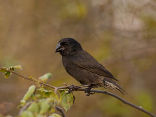 A photo of a Galapagos finch. A photo of a Galapagos finch.