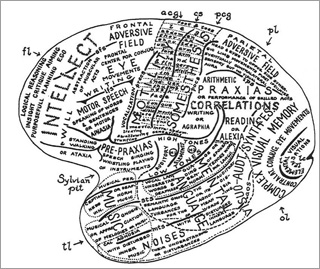 Drawing of human brain, labeling functions of different regions. Drawing of human brain, labeling functions of different regions.