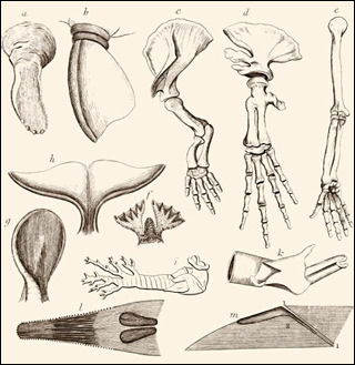 An illustration from a natural history book on whales, showing the comparative anatomy across species, including dugong and bowhead whales. An illustration from a natural history book on whales, showing the comparative anatomy across species, including dugong and bowhead whales.