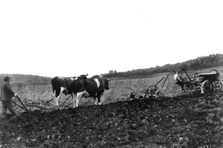 Photo of tractor and plow, in front of oxen pulling a plow. Photo of tractor and plow, in front of oxen pulling a plow.