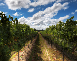 A view between grape vines on a sunny day. A view between grape vines on a sunny day.