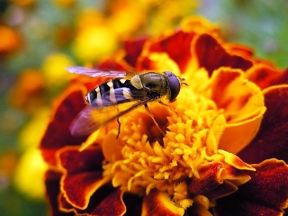 Image of a bee. Image of a bee.