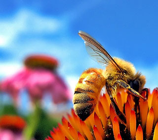A bumblebee perches on a bright orange and red flower with a pink daisy in the background. A bumblebee perches on a bright orange and red flower with a pink daisy in the background.