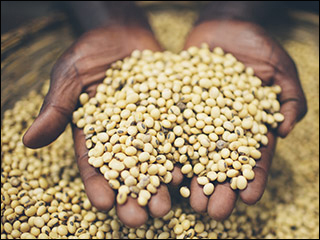A photograph of a basket full of yellow and black seeds. A Ugandan's hands are also visible, and they are holding a handful of seeds. A photograph of a basket full of yellow and black seeds. A Ugandan's hands are also visible, and they are holding a handful of seeds.