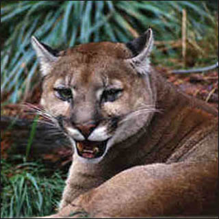 A cougar in the wild. A cougar in the wild.