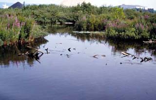 Photo of wetlands. Photo of wetlands.