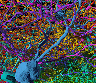 Colorful neurons are tangled around each other. Colorful neurons are tangled around each other.