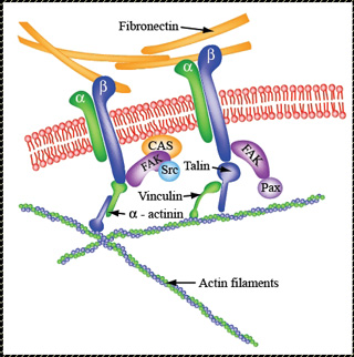 Schematic drawing of the proteins connecting fibronectin and actin filaments. Schematic drawing of the proteins connecting fibronectin and actin filaments.